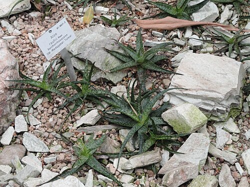 Aloe rauhii: Botanical specimen in the Palmengarten, Frankfurt am Main, Germany.