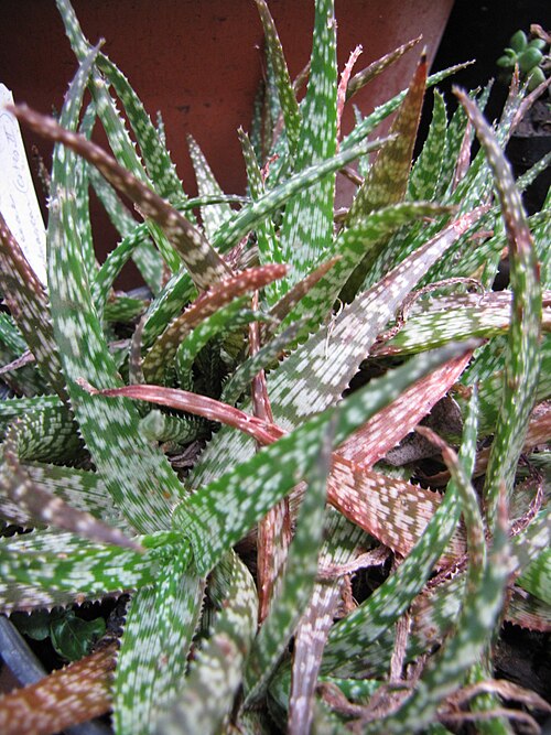 Aloe rauhii: Aloe rauhii (Snowflake aloe) Habit at Ulana St Makawao, Maui, Hawaii. February 18, 2011 #110218-1560 Image Use Policy Also placed in Aloeaceae and Asphodelaceae