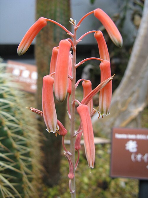 Aloe rauhii: Scientific name Aloe rauhii 'Snowflake' Place: Osaka Prefectural Flower Garden, Osaka, Japan
