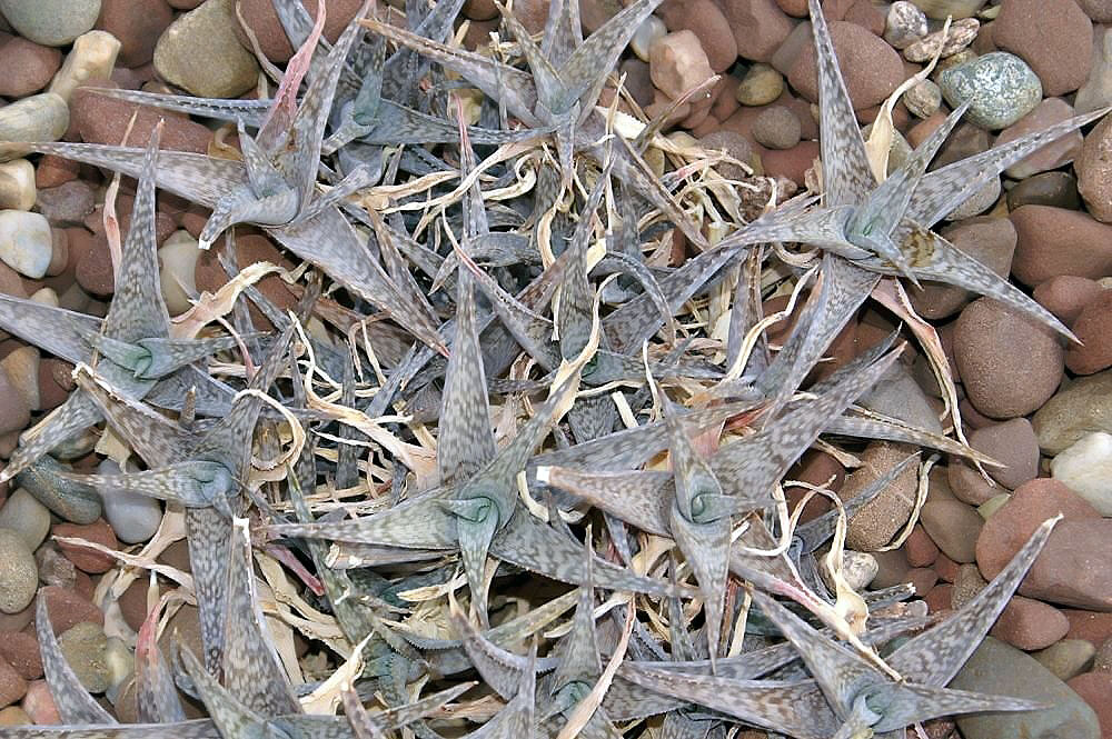 Aloe rauhii: Location taken: Rawlings Conservatory & Botanic Gardens, Baltimore MD USA. Names: Aloe rauhii Reynolds, Aloe, Rauh's Aloe, Snow Flake Alo Classification: Planta