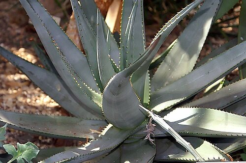 Aloe reitzii: Location taken: the New York Botanical Garden. Names: Aloe reitzii Reynolds, Aloe, Reitz's Alo Classification: Plantae > Magnoliophyta > Liliopsida > Asparagale