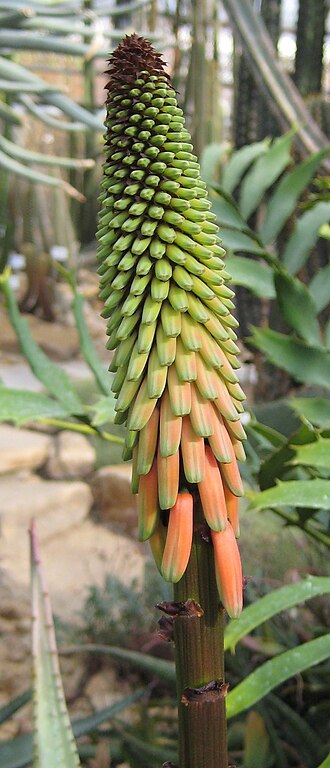 Aloe reitzii: Aloe reitzii im Botanischen Garten Dresden