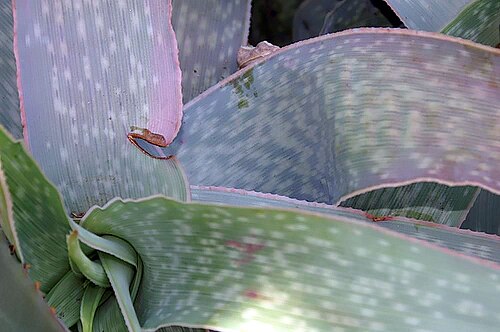 Mbashe aloe: Location taken: the New York Botanical Garden. Names: Aloe reynoldsii Letty, Aloe, Reynold's Alo Classification: Plantae > Magnoliophyta > Liliopsida > Asparaga