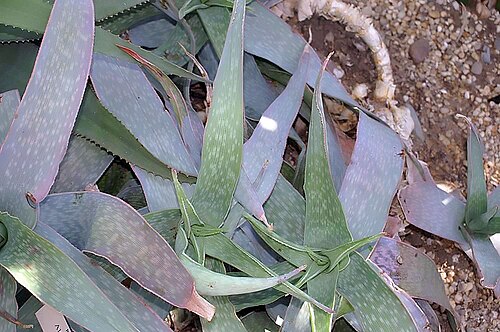 Mbashe aloe: Location taken: the New York Botanical Garden. Names: Aloe reynoldsii Letty, Aloe, Reynold's Alo Classification: Plantae > Magnoliophyta > Liliopsida > Asparaga