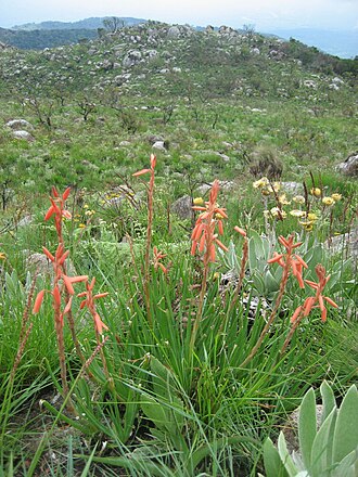 Aloe rhodesiana: Aloe rhodesiana on Mount Gorongosa in Mozambique