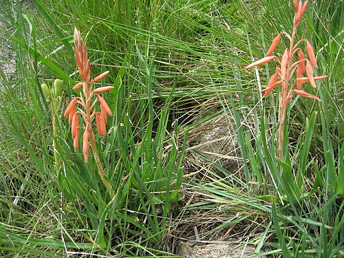 Aloe rhodesiana: Aloe rhodesiana on Mount Gorongosa in Mozambique.