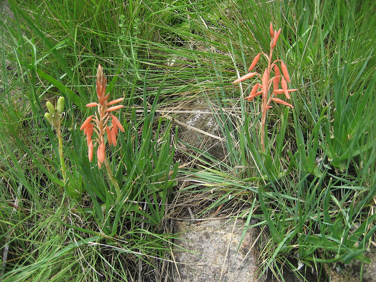 Aloe rhodesiana: On Mount Gorongosa in Sofala Province, Mozambique. Between 1800 and 1900 m.a.s. in natural grassland.