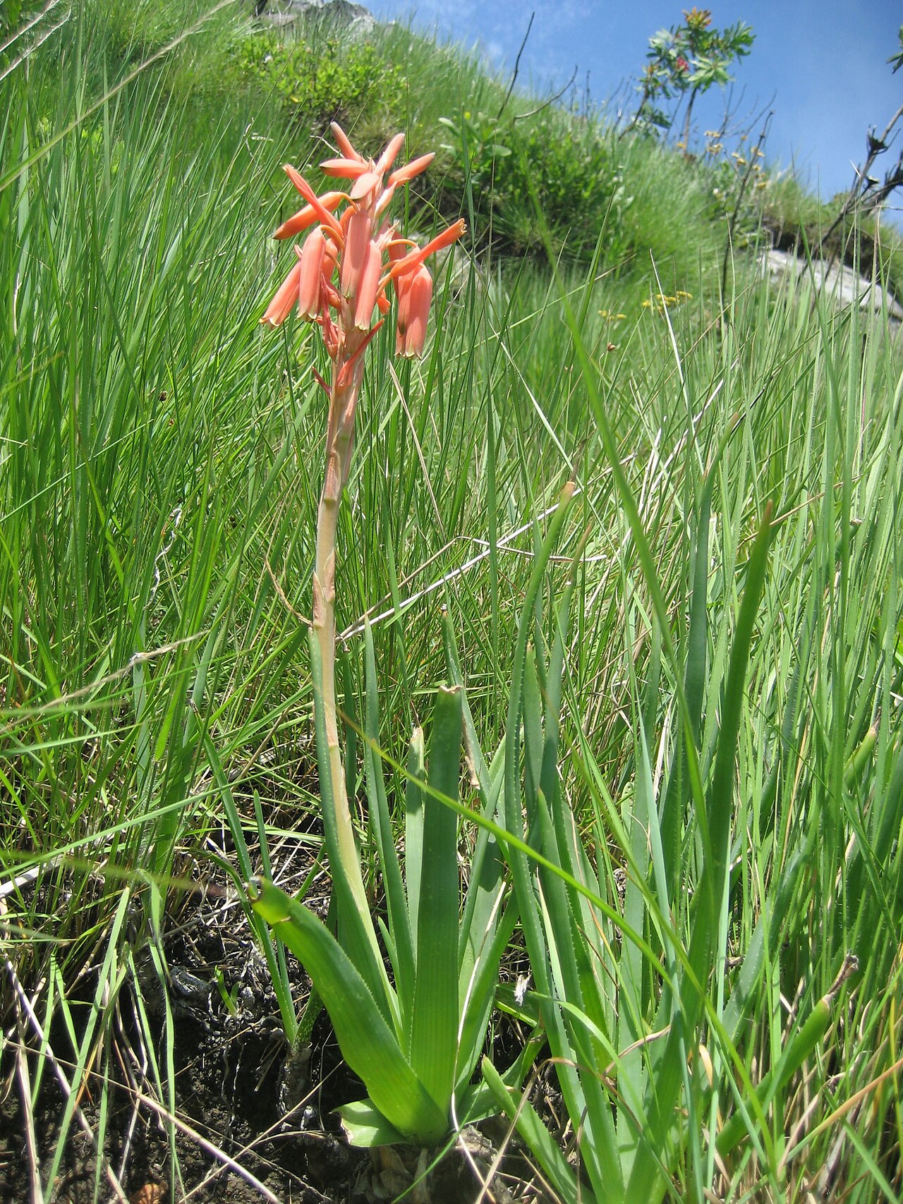 Aloe rhodesiana: Aloe rhodesiana - Gorongosa 1