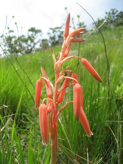 Aloe rhodesiana: Aloe rhodesiana on Mount Gorongosa in Sofala Province of Mozambique.