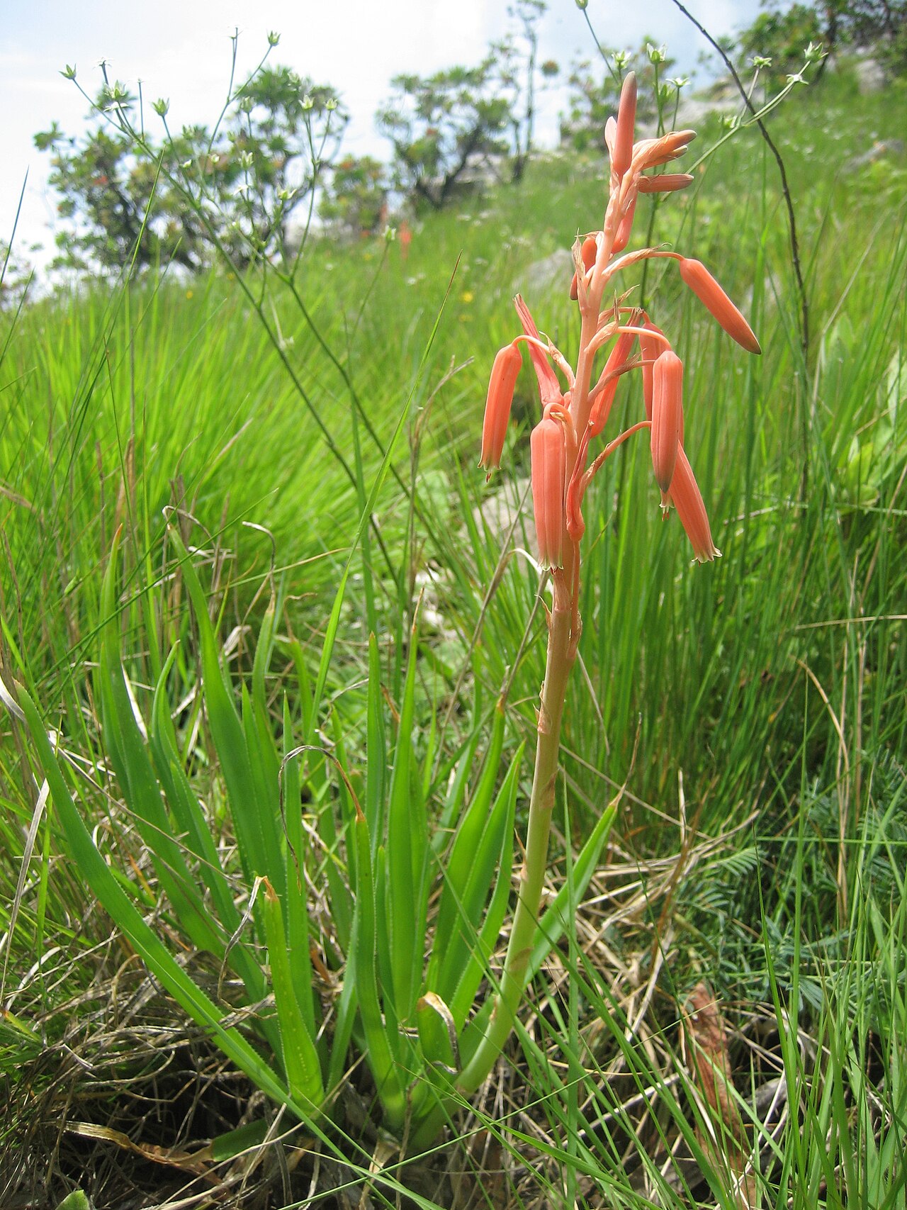 Aloe rhodesiana: On Mount Gorongosa (Central Mozambique), at about 1850 m.a.s. In areas with yearly grass fires.