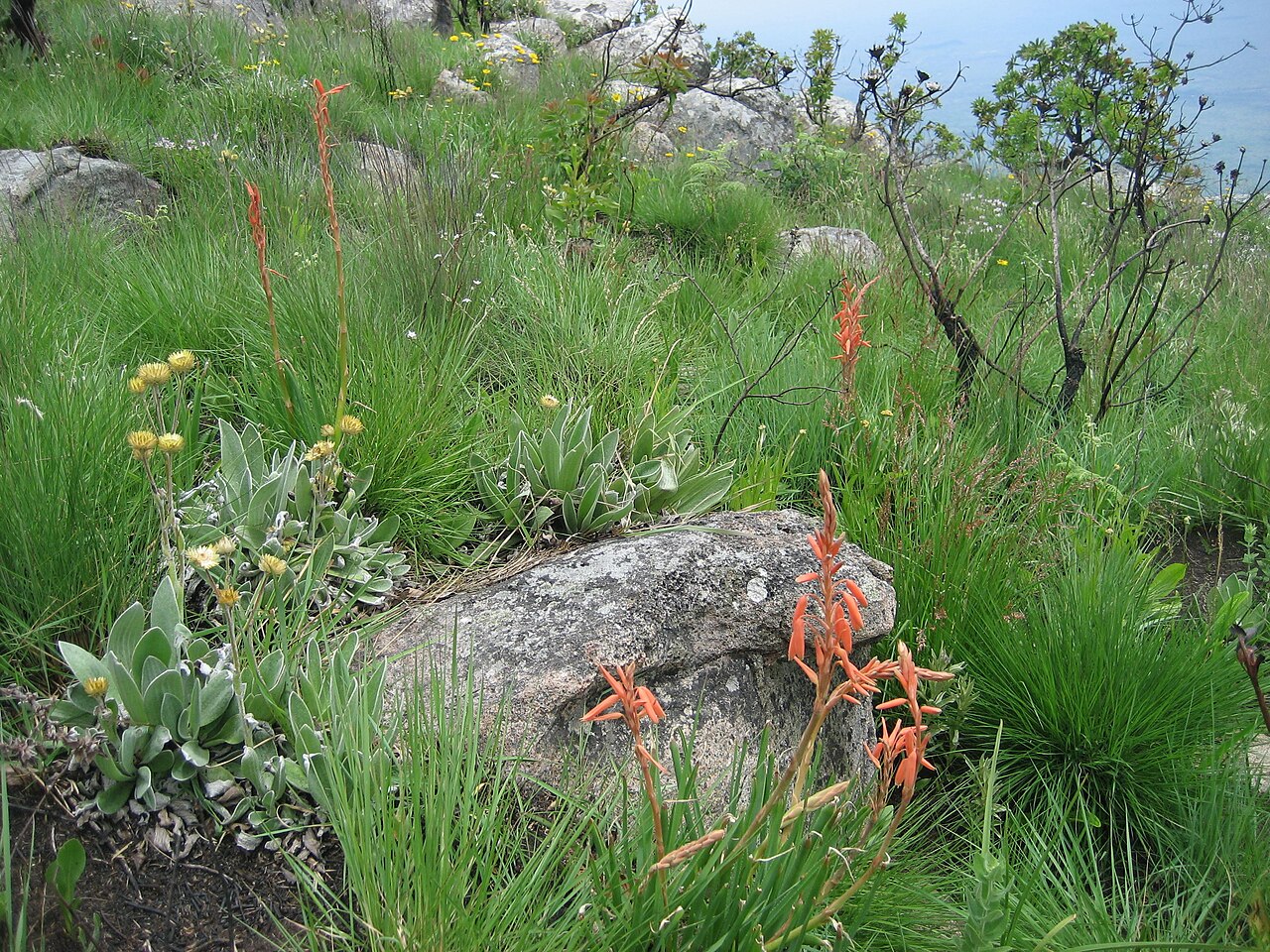 Aloe rhodesiana: Aloe rhodesiana - Gorongosa 5