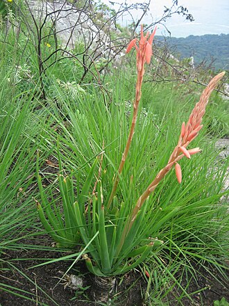 Aloe rhodesiana: Aloe rhodesiana on Mount Gorongosa in Mozambique.