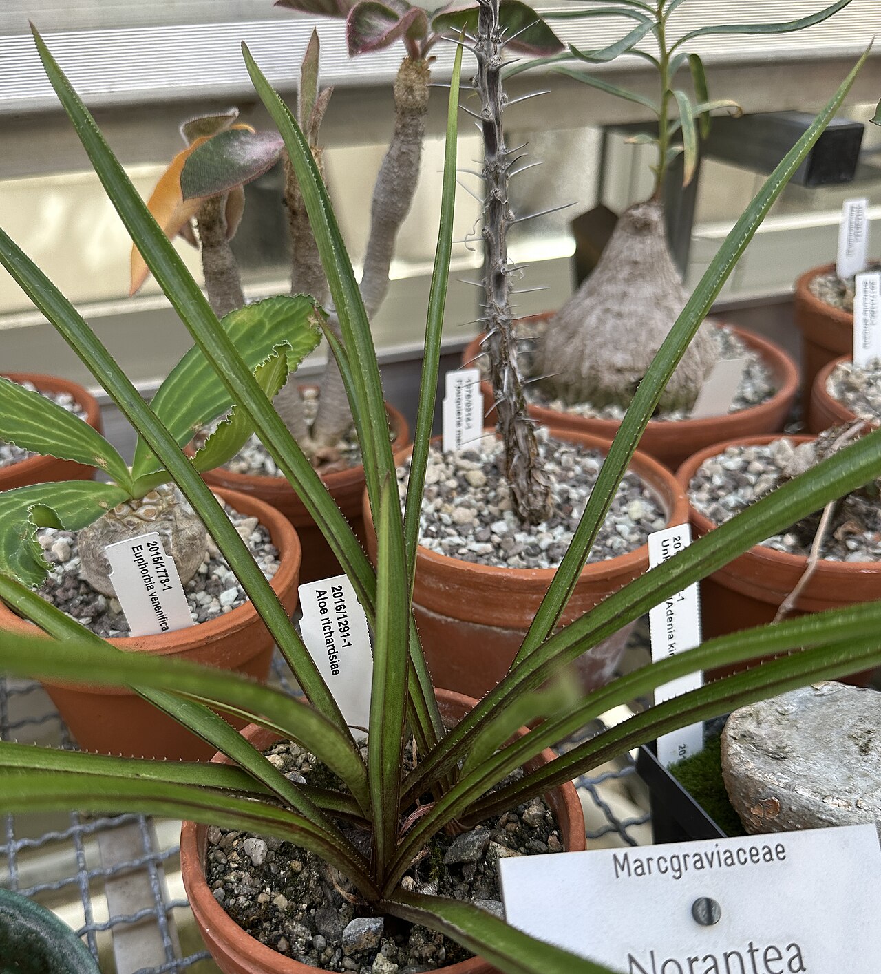 Aloe richardsiae: Aloe richardsiae im Botanischen Garten München