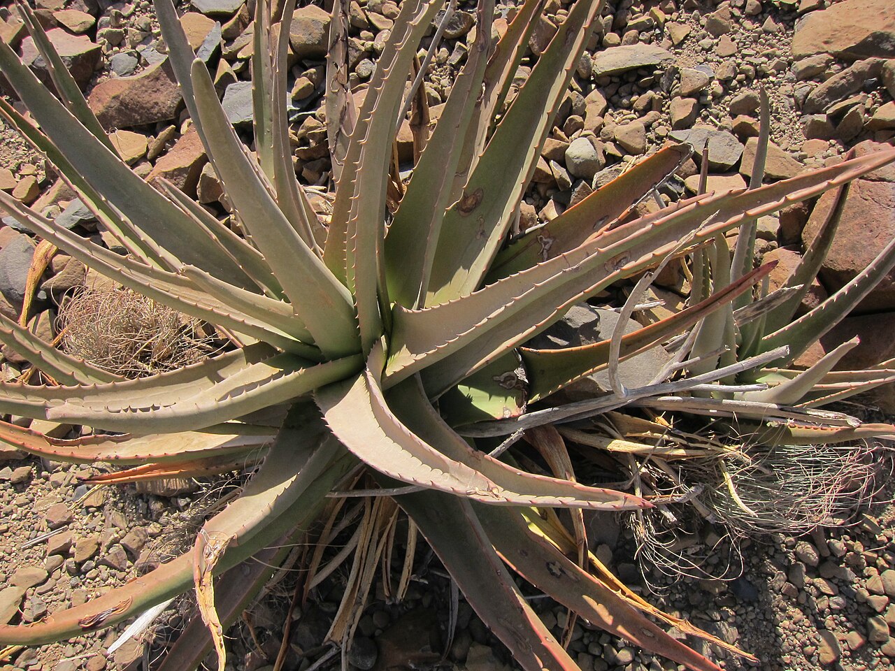 Aloe rigens: Aloe rigens Reynolds & Bally, près d'Ali Sabieh, Djibouti.