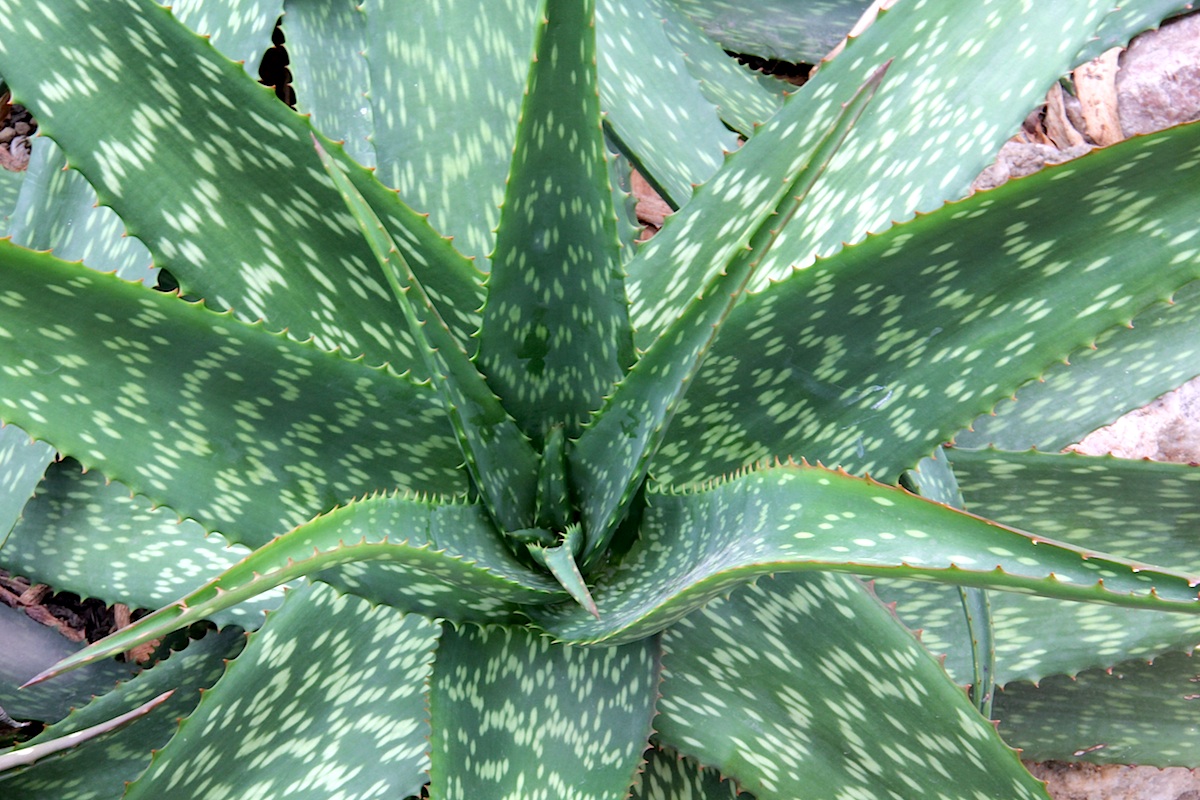 Aloe rivae: Aloe rivae