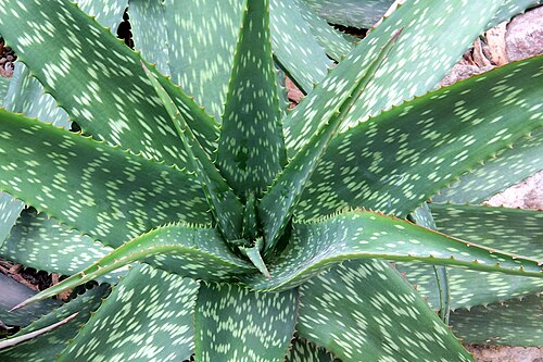 Aloe rivae: Aloe rivae