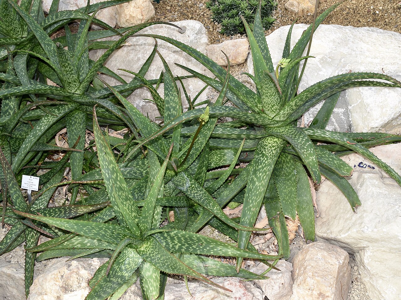 Aloe rivae: Aloe rivae. Palmengarten Frankfurt.