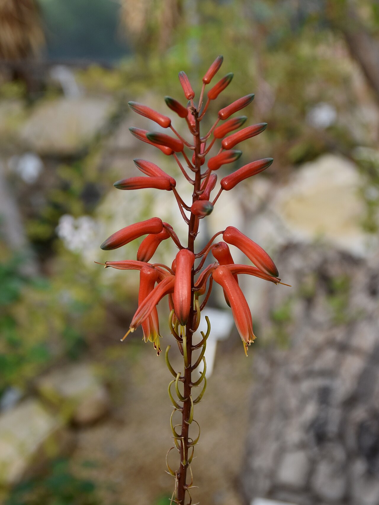 Aloe rivae: Aloe rivae. Palmengarten Frankfurt am Main.