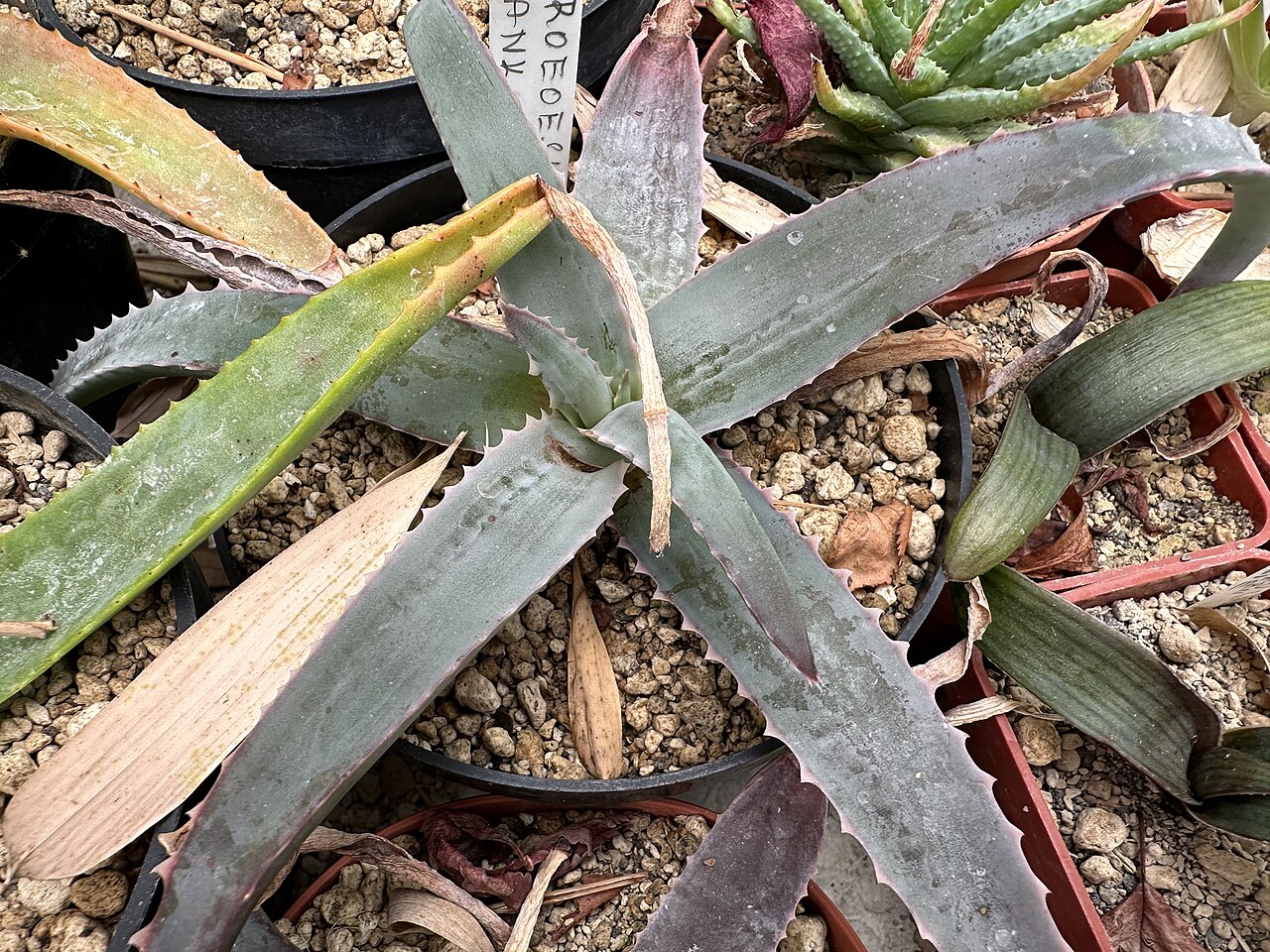 Aloe roeoeslii: Aloe roeoeslii in Kultur