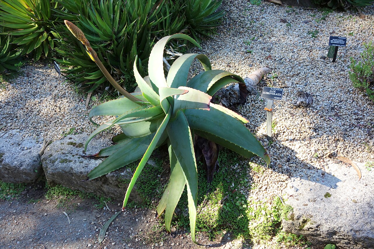 Aloe rubroviolacea: Botanical specimen in the San Francisco Botanical Garden, San Francisco, California, USA.