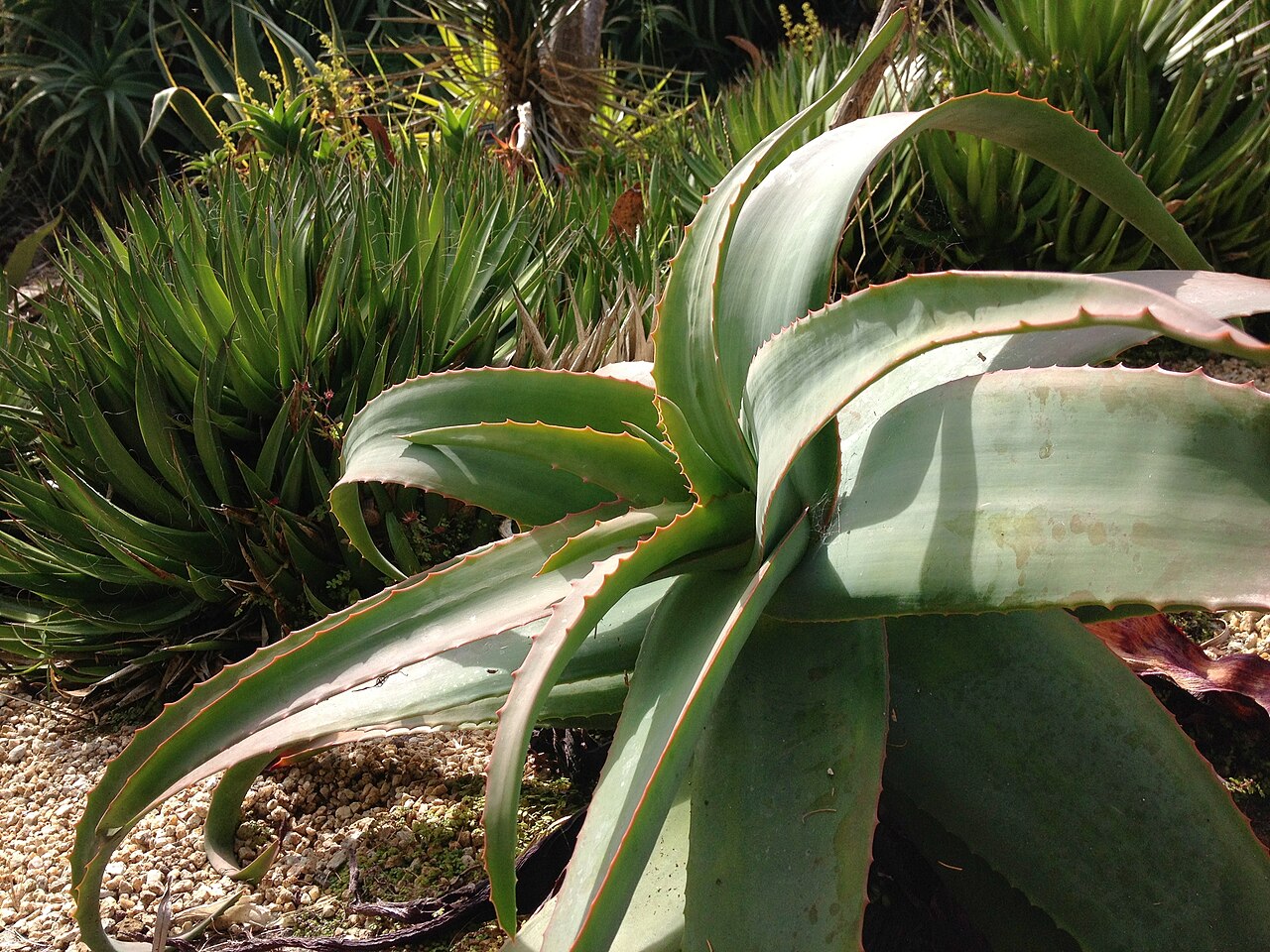 Aloe rubroviolacea (Aloe rubroviolacea)