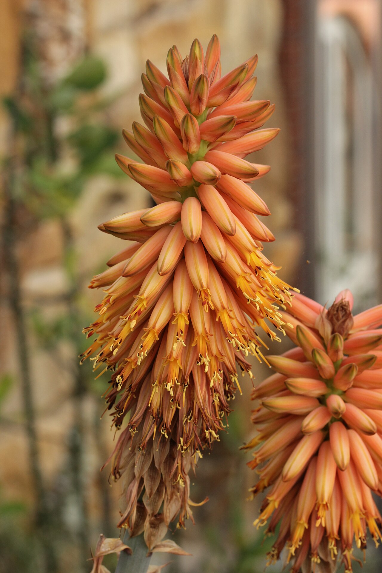 Aloe rubroviolacea: Aloe rubroviolacea