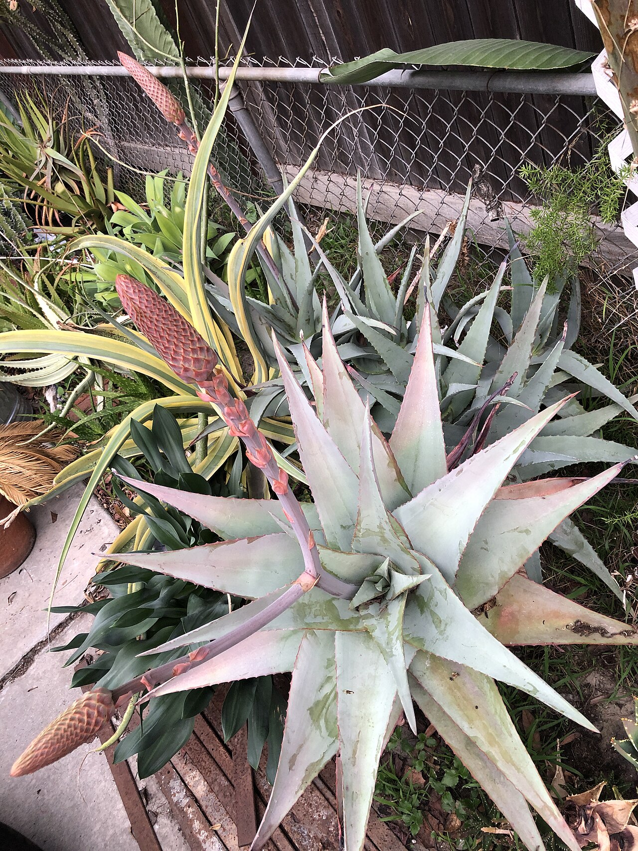 Aloe rubroviolacea: Aloe rubroviolacea in bloom