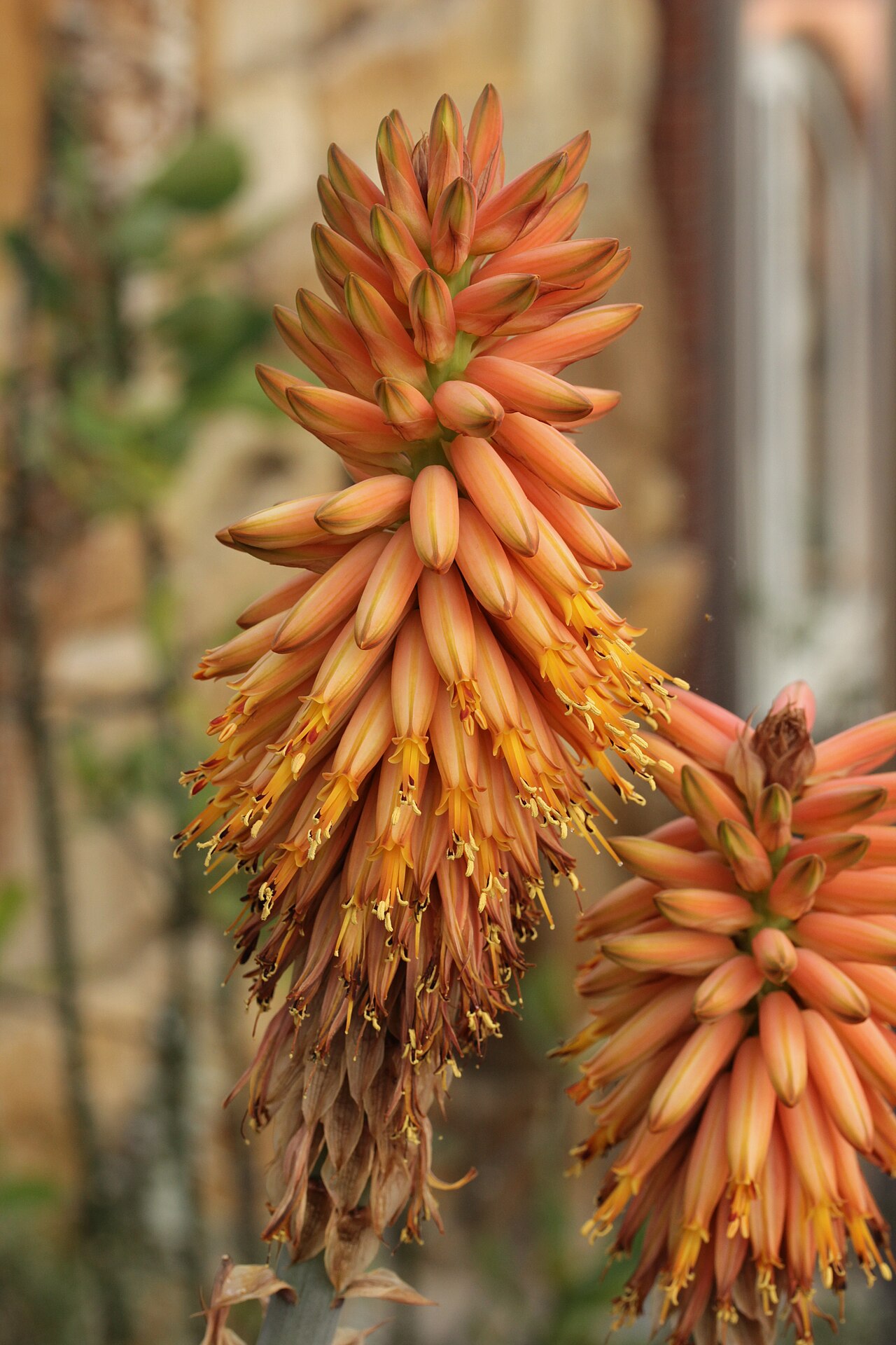 Aloe rubroviolacea: Aloe rubroviolacea