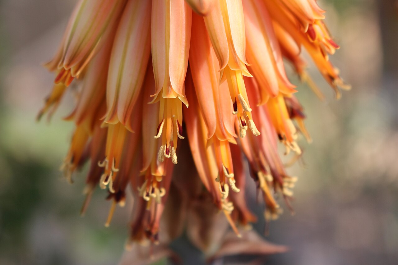 Aloe rubroviolacea: Close-up of flowers of A. rubroviolacea in Berlin Botanic Gardens