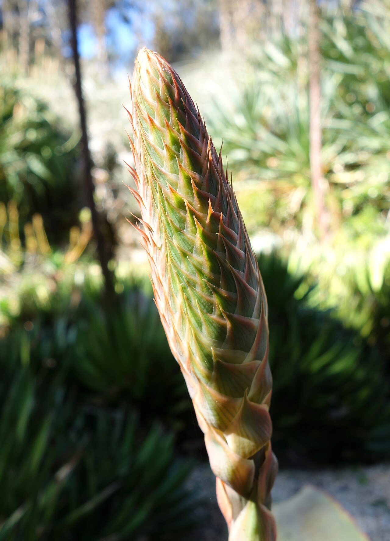 Aloe rubroviolacea: Botanical specimen in the San Francisco Botanical Garden, San Francisco, California, USA.