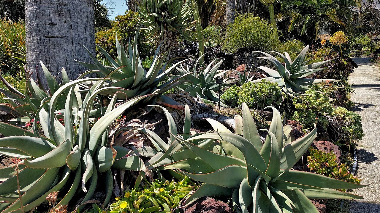 Aloe rubroviolacea: The Desert Garden here is world-famous and far exceeds every expectation. Not only are the specimens massive and rare, but they are arranged with an exceptional