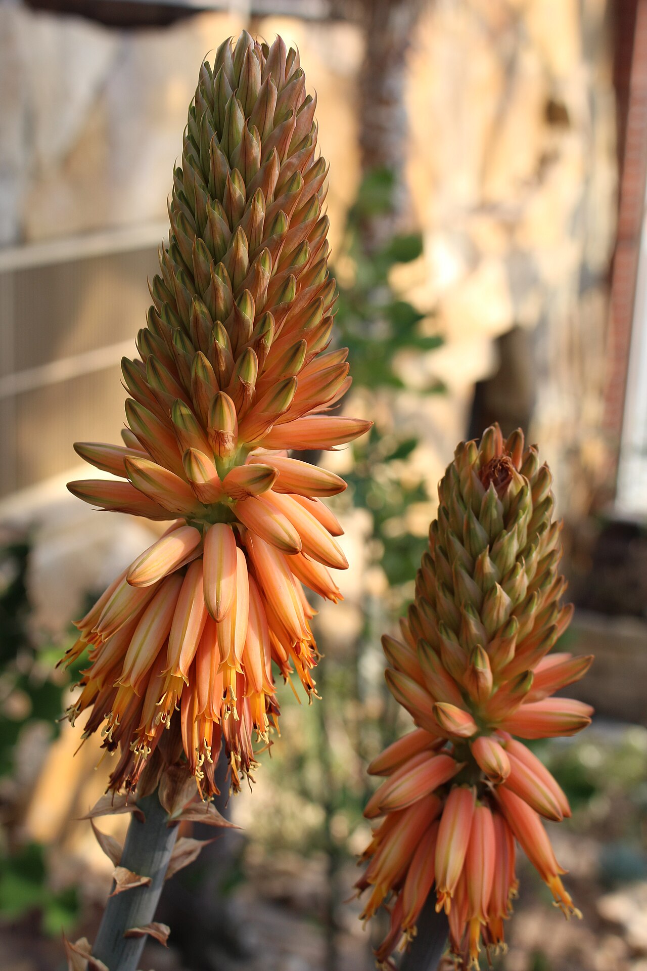 Aloe rubroviolacea: Inflorescence of Aloe rubroviolacea in the Berlin Botanical Gardens, Germany