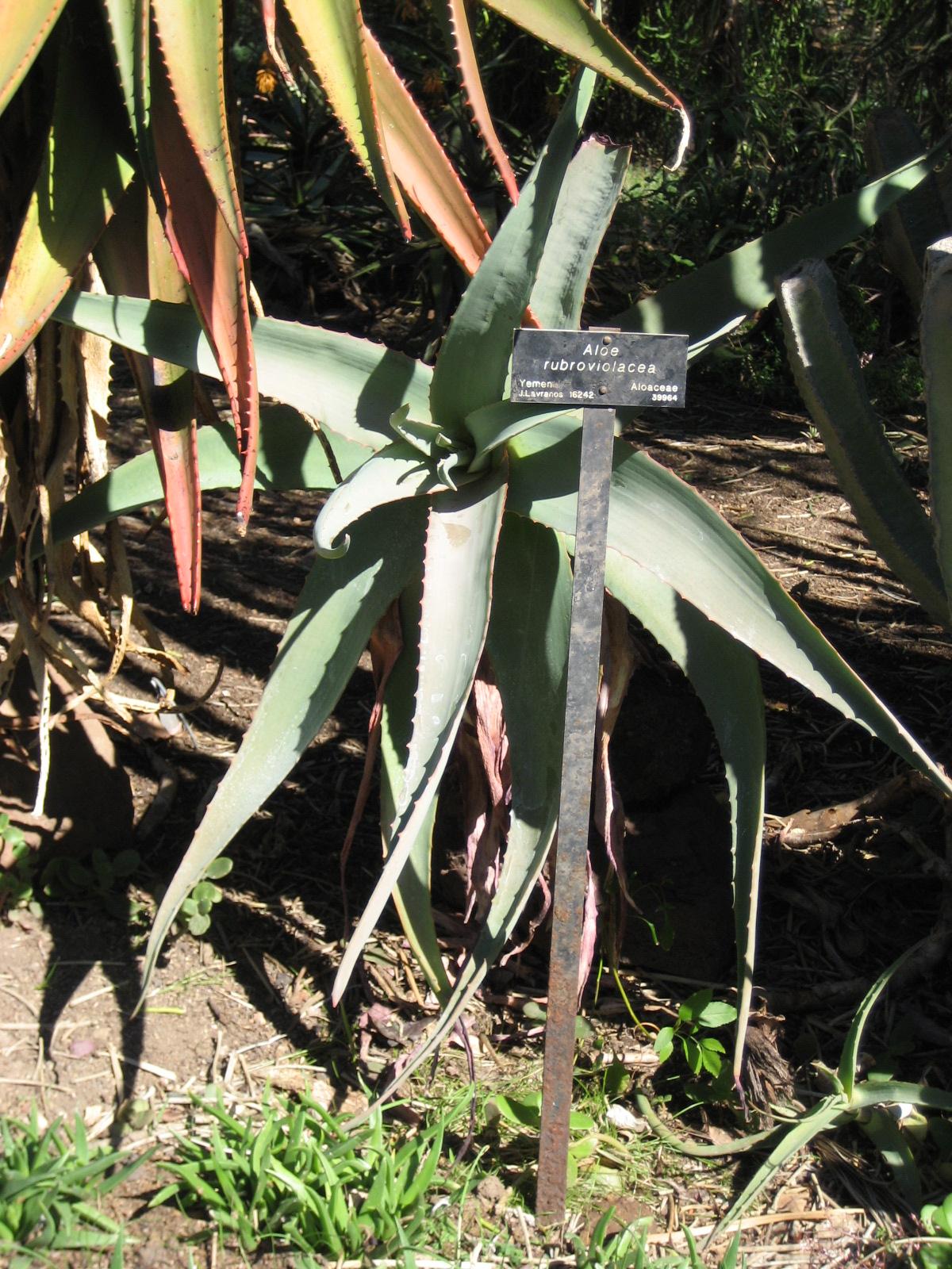 Aloe rubroviolacea: Photographed at Huntington Gardens (Los Angeles) in March