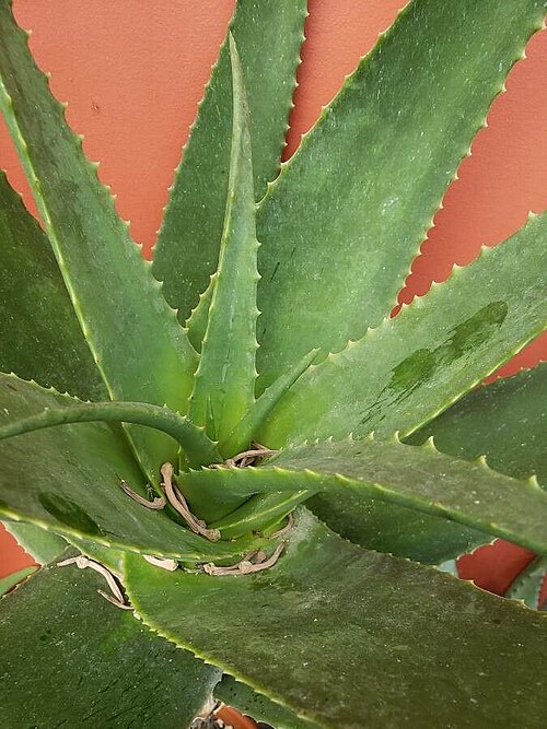 Aloe rubroviolacea: The image is a close-up of the succulent leaves of Aloe rubroviolacea.