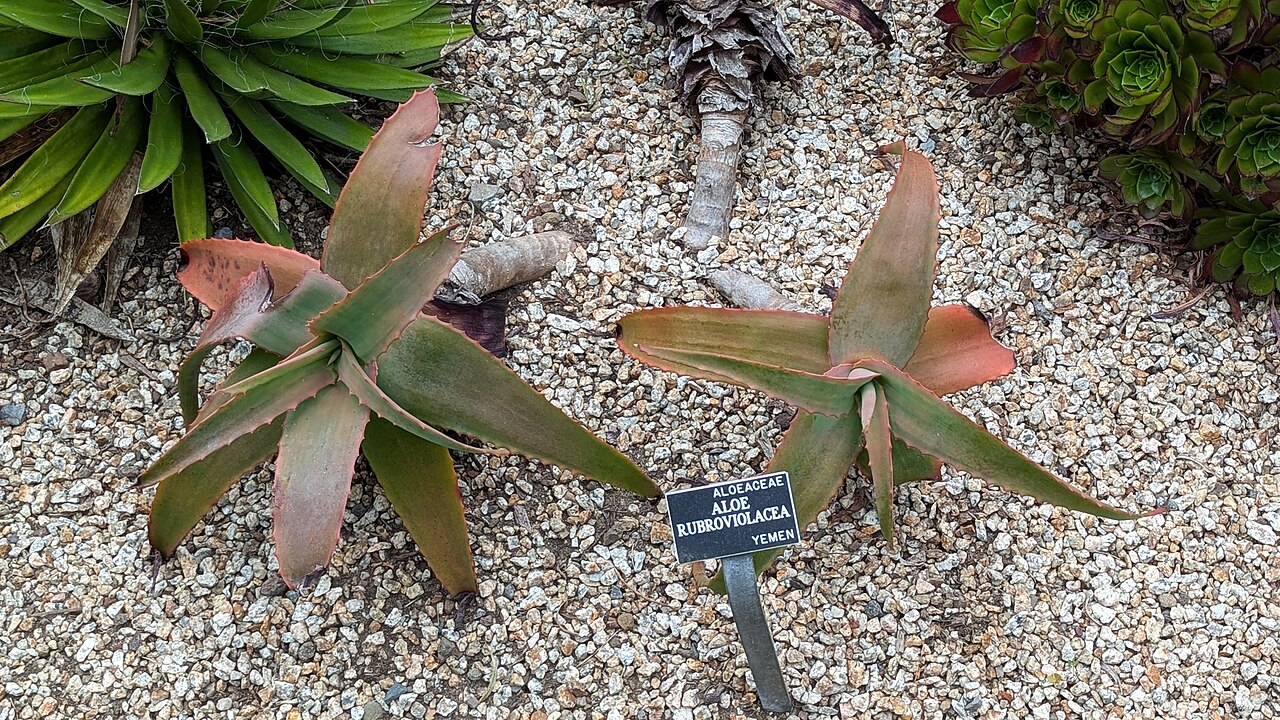 Aloe rubroviolacea: Aloe rubroviolacea - San Francisco Botanical Garden.