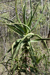 Aloe rupestris (Aloe rupestris)