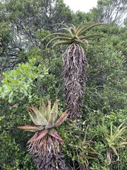 Aloe rupestris (Aloe rupestris)