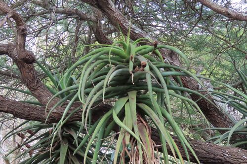 Aloe rupestris (Aloe rupestris)