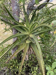 Aloe rupestris (Aloe rupestris)