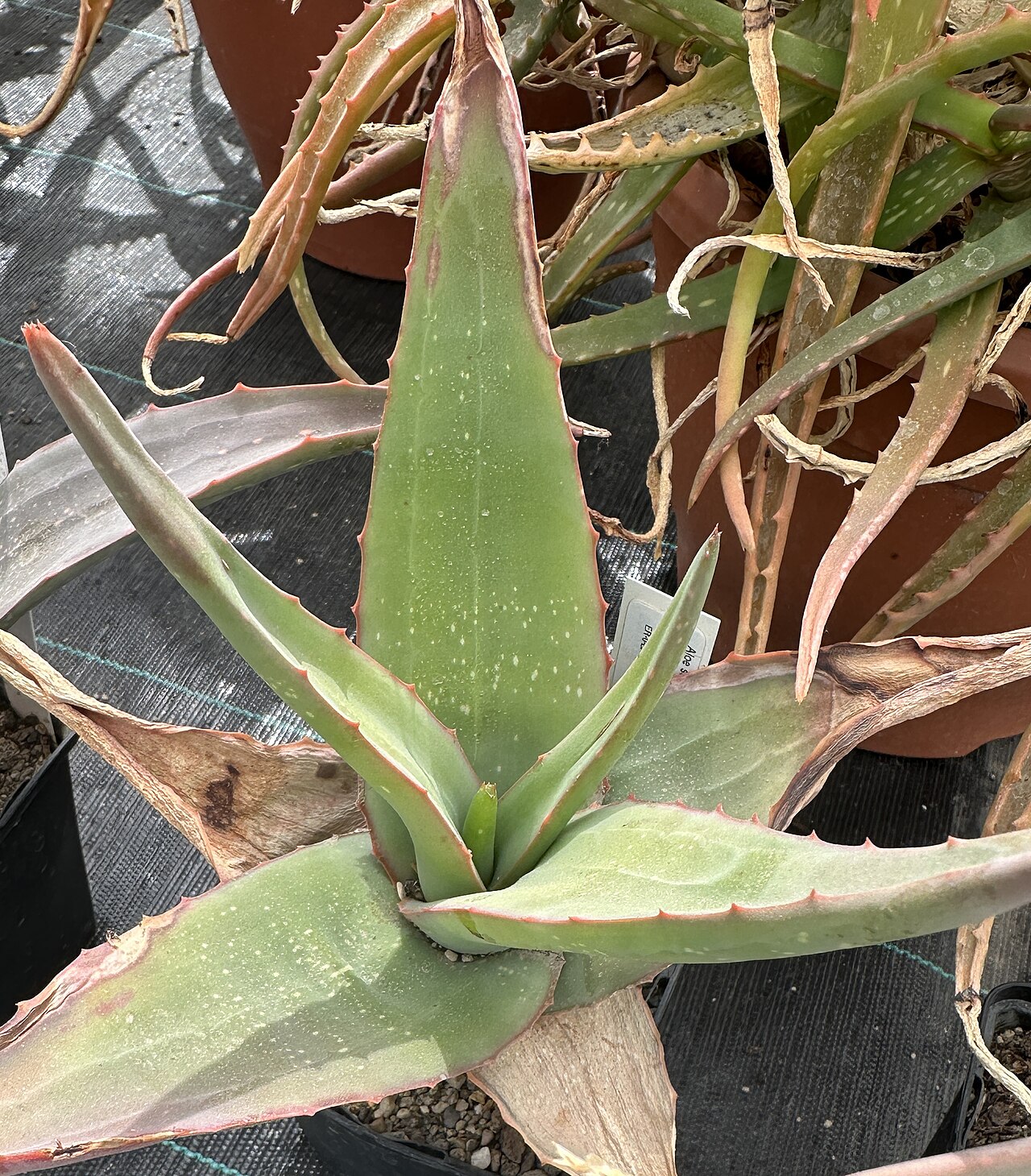 Aloe schoelleri: Aloe schoelleri im Botanischen Garten Meise, Belgien
