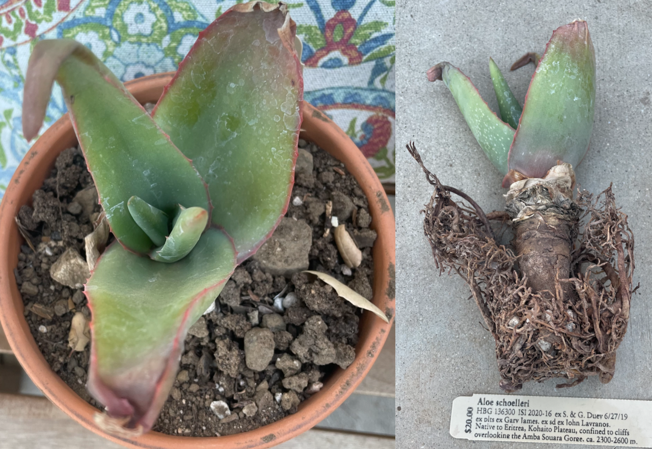 Aloe schoelleri: Aloe schoelleri plant and roots