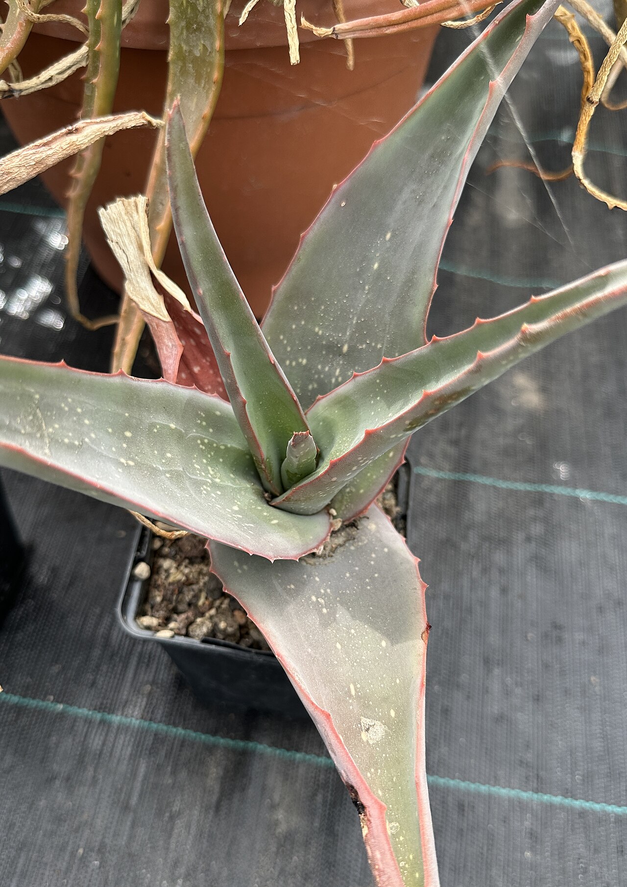 Aloe schoelleri: Aloe schoelleri im Botanischen Garten Meise, Belgien
