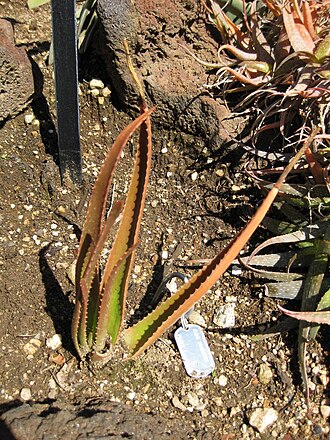 Aloe schomeri: This photo is from Gardenology.org and is available under CC-BY-SA 3.0 license. If you use it, please include attribution to Gardenology.org, with a link if the
