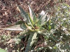 Aloe schweinfurthii (Aloe schweinfurthii)