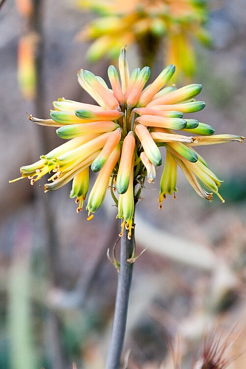 Aloe scobinifolia: Blüte Aloe scobinifolia