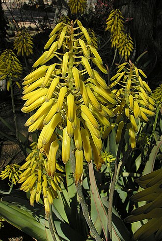 Aloe scobinifolia: From Somalia and the Horn of Africa, here at the Desert Botanical Gardens, Phoenix.