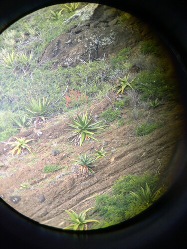 Aloe secundiflora (Aloe secundiflora)