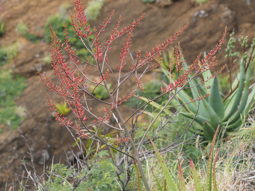 Aloe secundiflora (Aloe secundiflora)