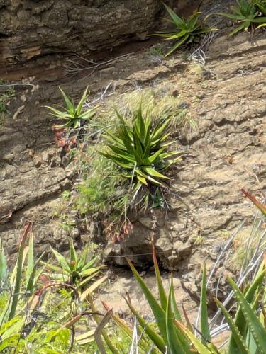 Aloe secundiflora (Aloe secundiflora)