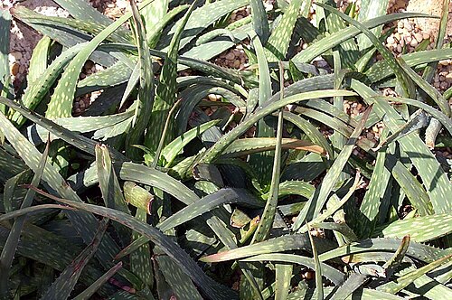 Aloe sinkatana: Location taken: the New York Botanical Garden. Names: Aloe sinkatana Reynolds, Alo Classification: Plantae > Magnoliophyta > Liliopsida > Asparagales > Xanthorr